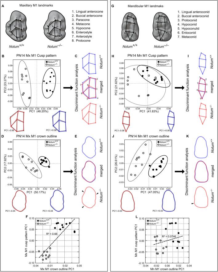 https://cdn.ncbi.nlm.nih.gov/pmc/blobs/925a/11176191/ca3ad956ec45/41598_2024_64340_Fig3_HTML.jpg