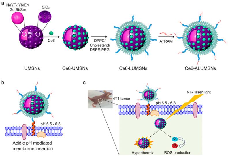 https://cdn.ncbi.nlm.nih.gov/pmc/blobs/925b/11430029/5b13140d814a/biomolecules-14-01057-g004.jpg