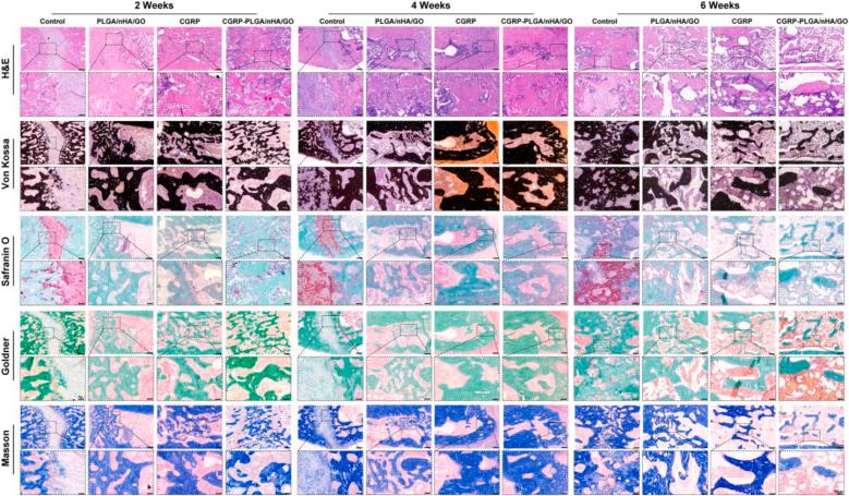 https://cdn.ncbi.nlm.nih.gov/pmc/blobs/925b/12391257/32ad67d8cfc4/gr8.jpg
