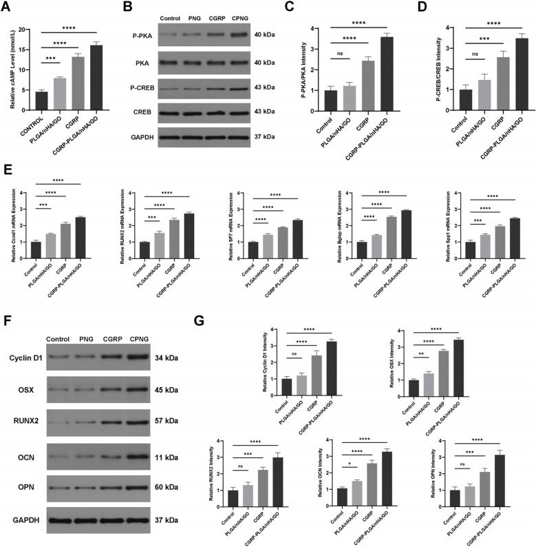 https://cdn.ncbi.nlm.nih.gov/pmc/blobs/925b/12391257/7bd5733db42a/gr5.jpg