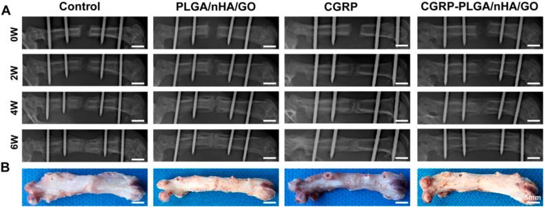 https://cdn.ncbi.nlm.nih.gov/pmc/blobs/925b/12391257/d8199d7158d0/gr6.jpg