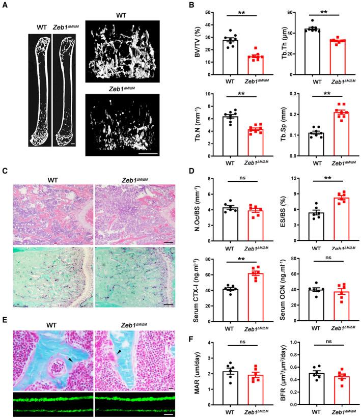 https://cdn.ncbi.nlm.nih.gov/pmc/blobs/925c/10068323/2235759473a5/EMBJ-42-e111148-g012.jpg