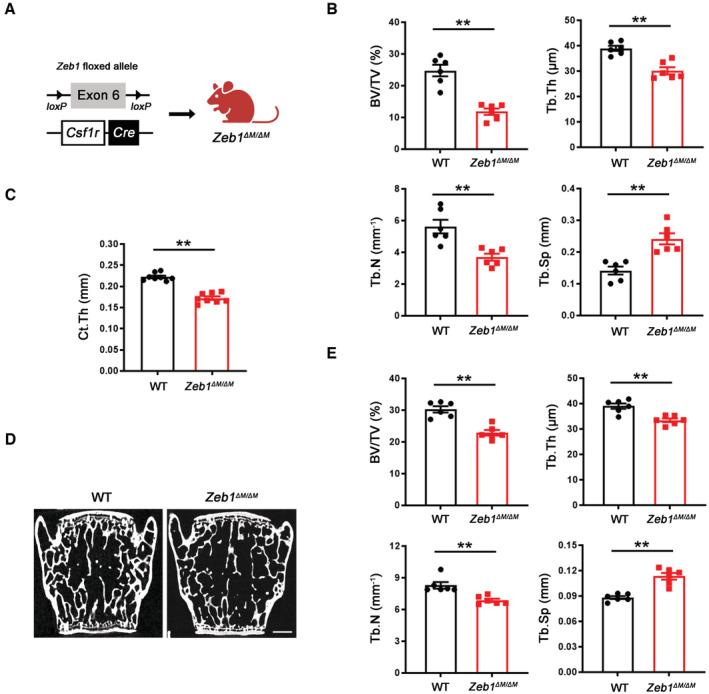https://cdn.ncbi.nlm.nih.gov/pmc/blobs/925c/10068323/6d56a0df2b9b/EMBJ-42-e111148-g003.jpg