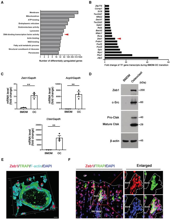 https://cdn.ncbi.nlm.nih.gov/pmc/blobs/925c/10068323/7c092353605b/EMBJ-42-e111148-g008.jpg