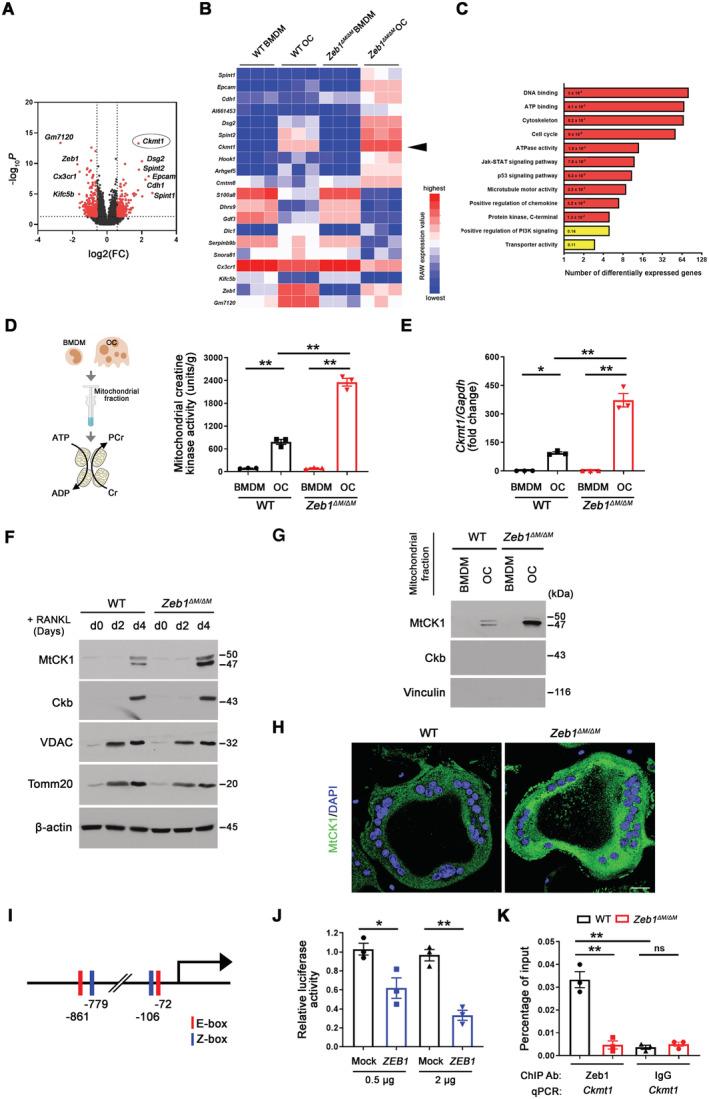 https://cdn.ncbi.nlm.nih.gov/pmc/blobs/925c/10068323/ad5fc06ffd6d/EMBJ-42-e111148-g002.jpg