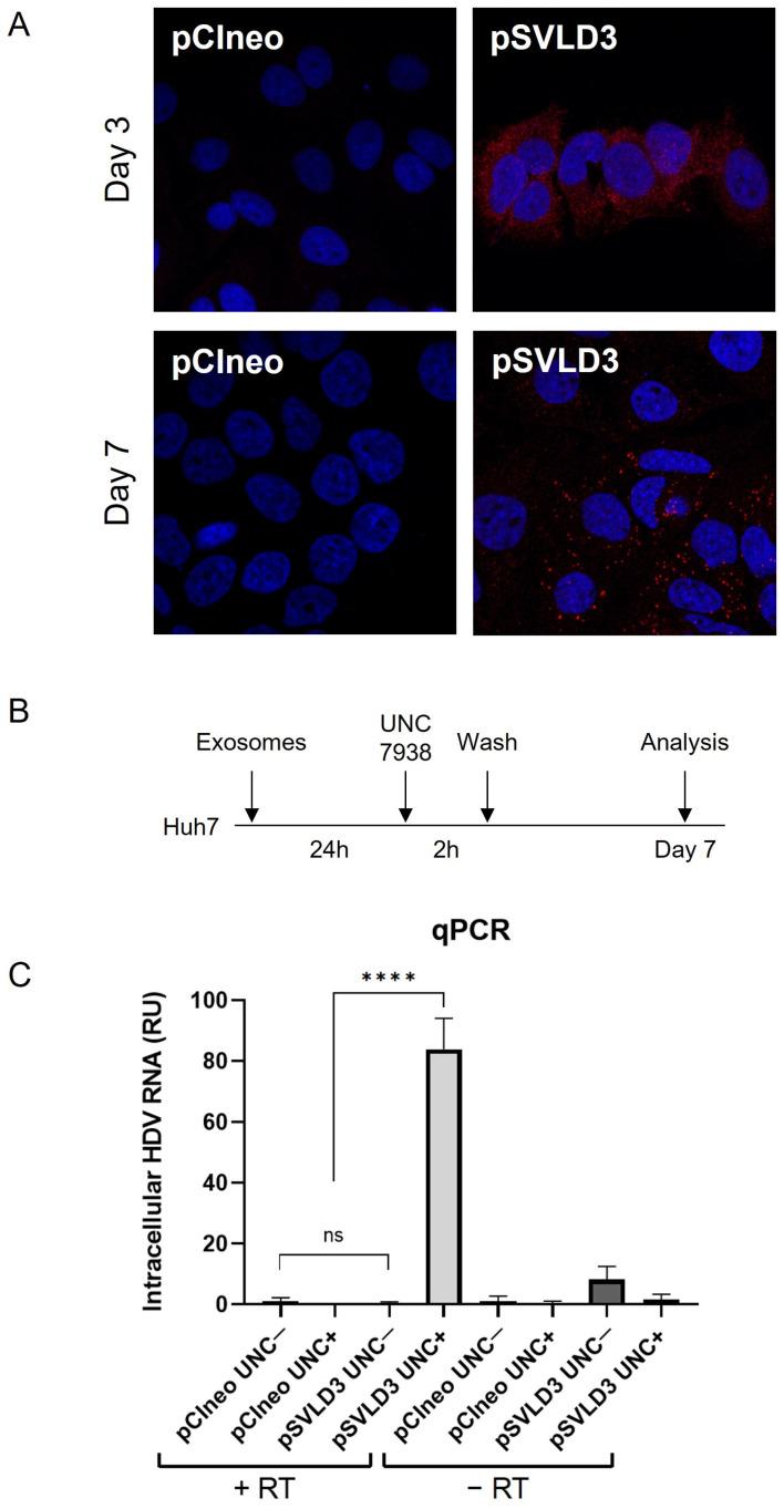 https://cdn.ncbi.nlm.nih.gov/pmc/blobs/9262/11209184/3f86212ab8e5/viruses-16-00825-g007.jpg