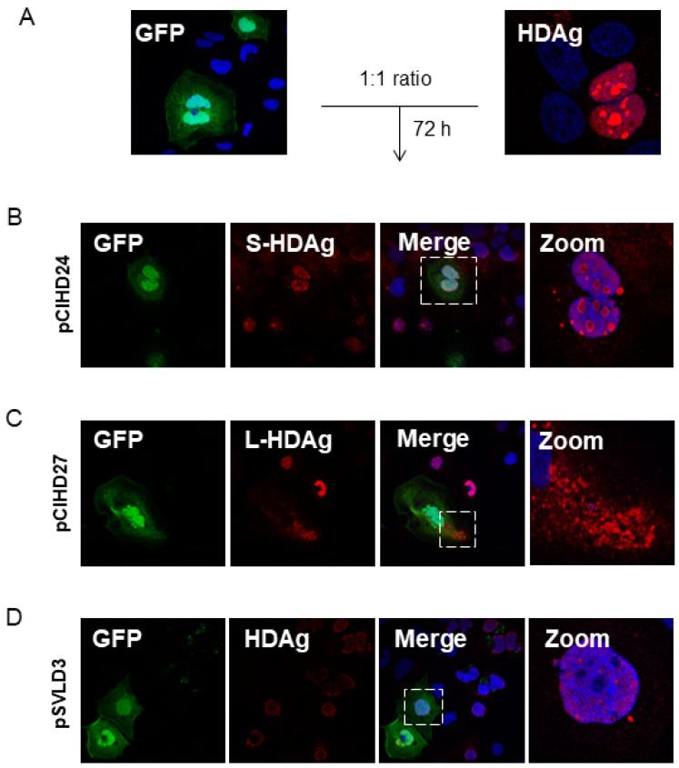 https://cdn.ncbi.nlm.nih.gov/pmc/blobs/9262/11209184/520100a4b5e0/viruses-16-00825-g004.jpg