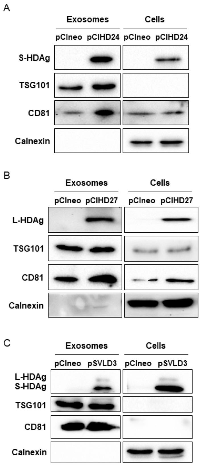 https://cdn.ncbi.nlm.nih.gov/pmc/blobs/9262/11209184/acbc6847ec6e/viruses-16-00825-g006.jpg