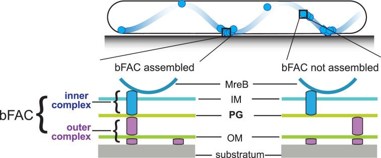 https://cdn.ncbi.nlm.nih.gov/pmc/blobs/9263/11444678/afba2efcb60d/elife-99273-fig1.jpg