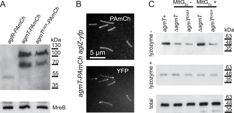 https://cdn.ncbi.nlm.nih.gov/pmc/blobs/9263/11444678/bfa1be5de923/elife-99273-fig5.jpg