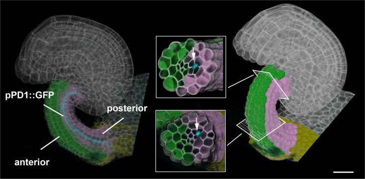 https://cdn.ncbi.nlm.nih.gov/pmc/blobs/9265/7787667/24896508aefd/elife-63262-fig7-figsupp2.jpg