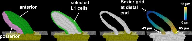 https://cdn.ncbi.nlm.nih.gov/pmc/blobs/9265/7787667/63d3065f88b5/elife-63262-fig7-figsupp1.jpg