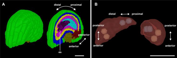https://cdn.ncbi.nlm.nih.gov/pmc/blobs/9265/7787667/a20ebb1c5ba6/elife-63262-fig7-figsupp3.jpg