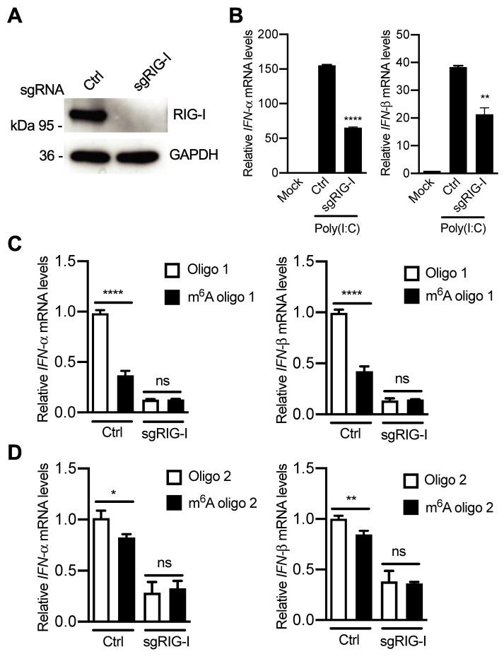 https://cdn.ncbi.nlm.nih.gov/pmc/blobs/9265/7984636/23a6bff72e76/ppat.1009421.g010.jpg