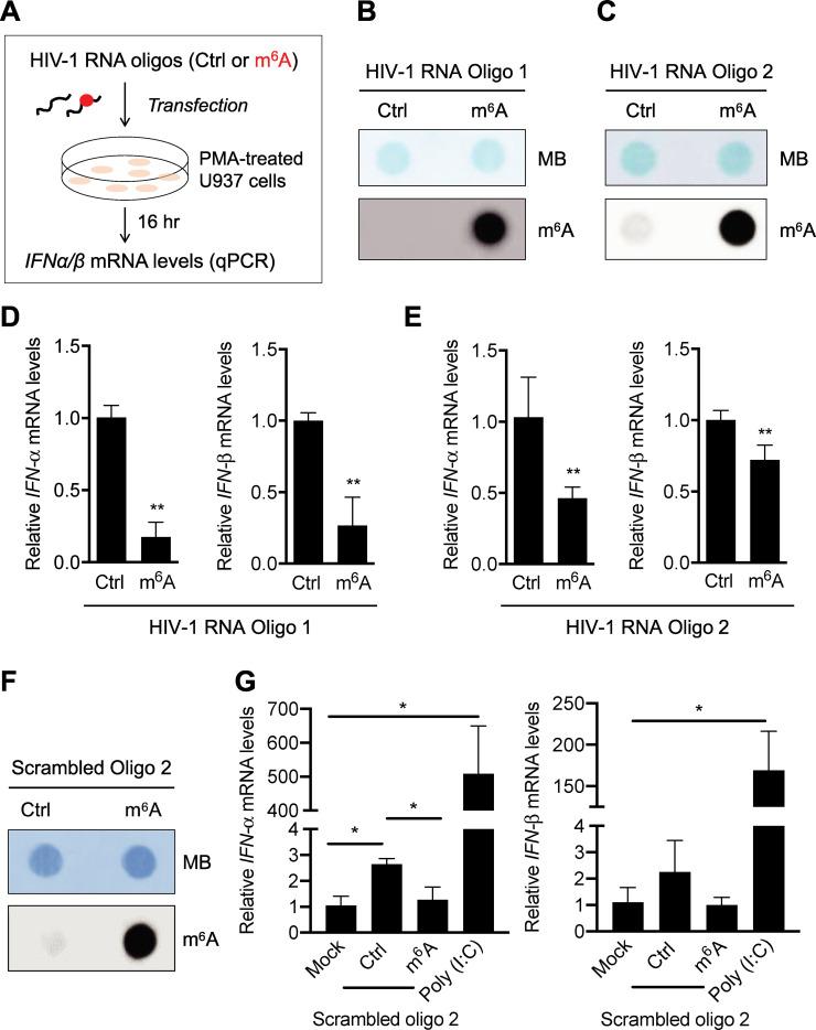 https://cdn.ncbi.nlm.nih.gov/pmc/blobs/9265/7984636/5f508cb81d8d/ppat.1009421.g001.jpg
