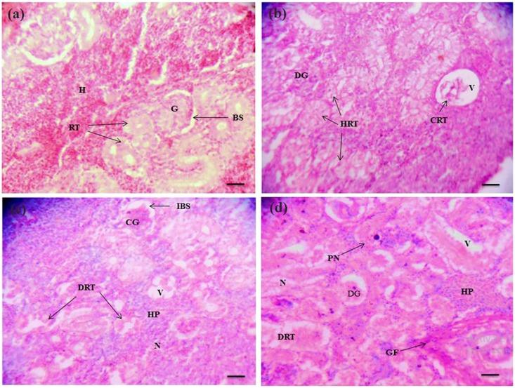 https://cdn.ncbi.nlm.nih.gov/pmc/blobs/9267/5431882/1687ad08fecf/41598_2017_1749_Fig4_HTML.jpg
