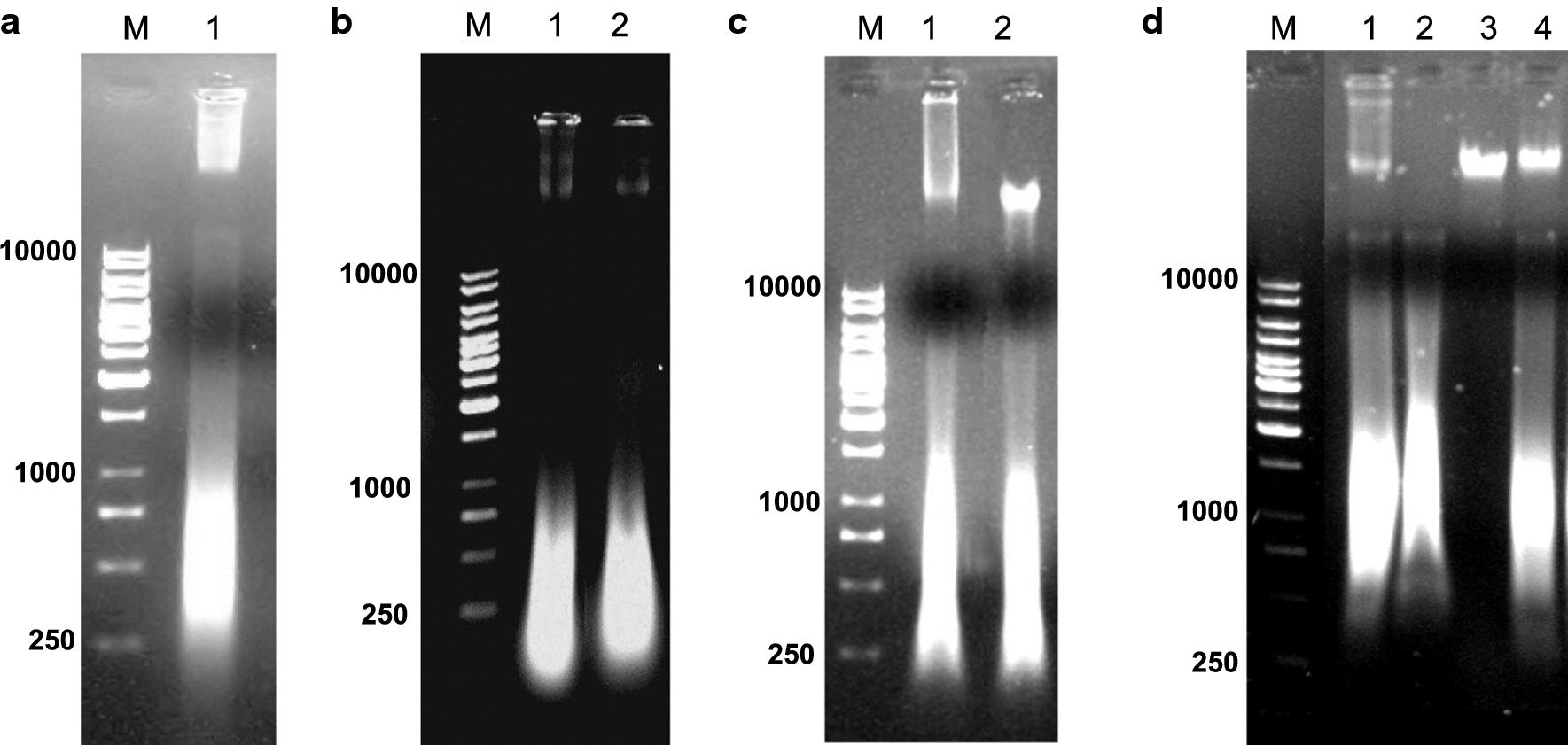 https://cdn.ncbi.nlm.nih.gov/pmc/blobs/926b/7353671/19baa5c8fc76/12934_2020_1400_Fig3_HTML.jpg