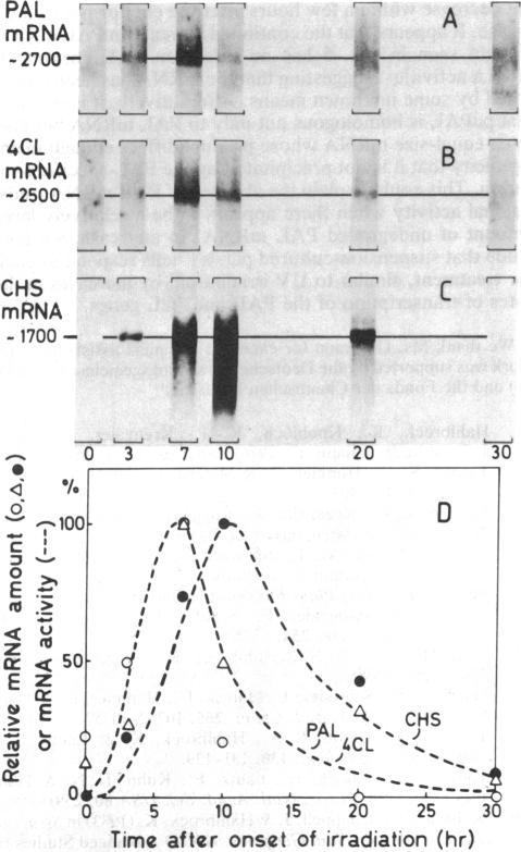 https://cdn.ncbi.nlm.nih.gov/pmc/blobs/926f/344773/c31577eb5f75/pnas00605-0129-a.jpg