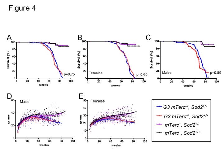 https://cdn.ncbi.nlm.nih.gov/pmc/blobs/9275/2830048/fd42093cb67f/aging-01-303-g004.jpg