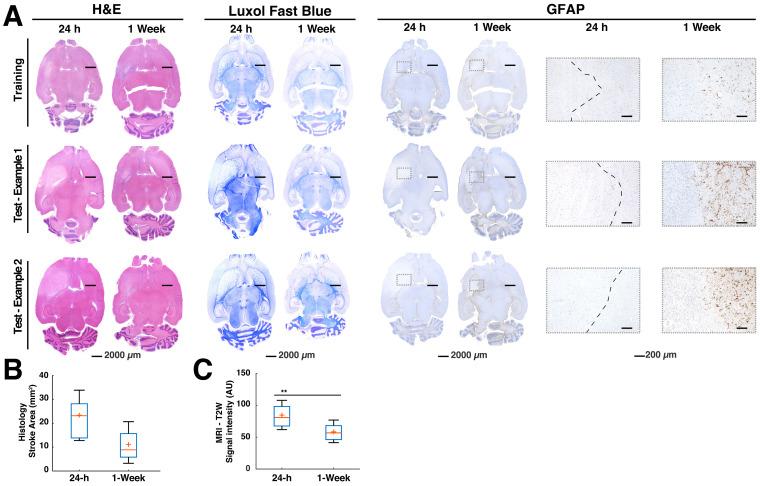 https://cdn.ncbi.nlm.nih.gov/pmc/blobs/9275/7806470/578f5bfe3046/thnov11p3017g002.jpg