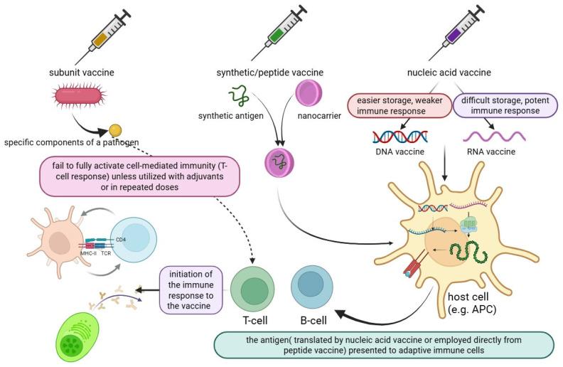 https://cdn.ncbi.nlm.nih.gov/pmc/blobs/927f/12197771/5e5ba02d47ad/vaccines-13-00588-g001.jpg