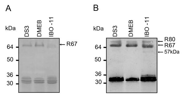 https://cdn.ncbi.nlm.nih.gov/pmc/blobs/9282/2488350/3b539fdbeafb/1471-2180-8-118-1.jpg