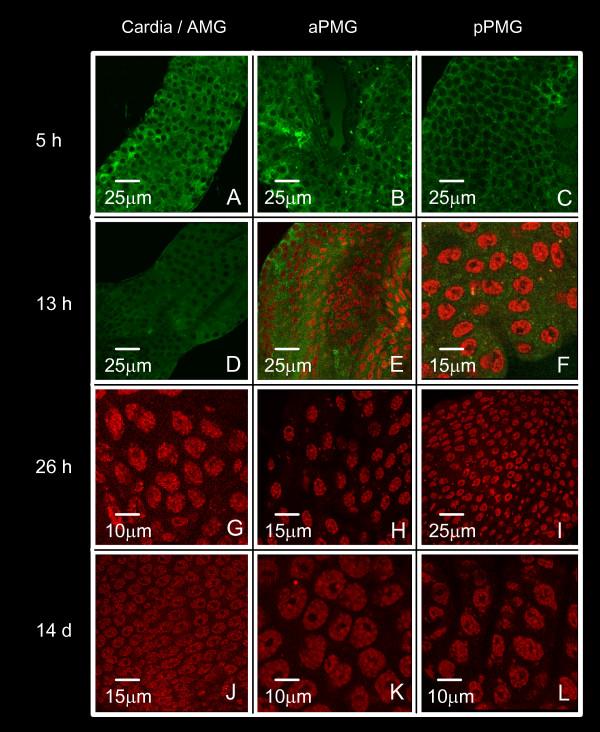 https://cdn.ncbi.nlm.nih.gov/pmc/blobs/9282/2488350/5db0dff30542/1471-2180-8-118-7.jpg