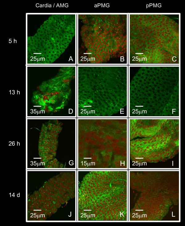https://cdn.ncbi.nlm.nih.gov/pmc/blobs/9282/2488350/d406503006bf/1471-2180-8-118-6.jpg