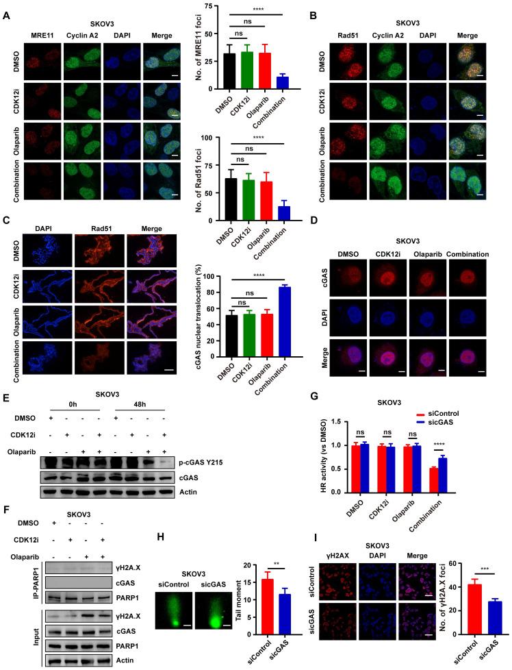 https://cdn.ncbi.nlm.nih.gov/pmc/blobs/9283/11380446/2b2544596453/ijbsv20p4513g005.jpg