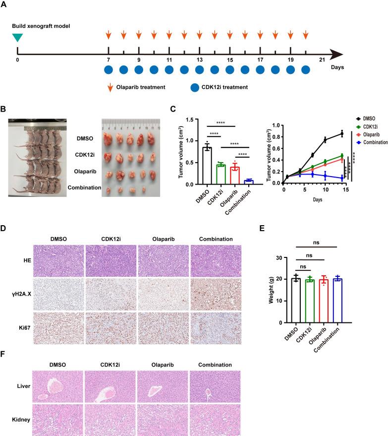 https://cdn.ncbi.nlm.nih.gov/pmc/blobs/9283/11380446/4702b002ef1c/ijbsv20p4513g007.jpg