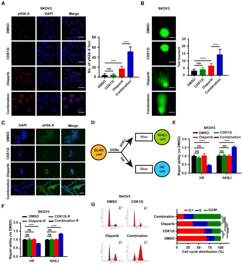 https://cdn.ncbi.nlm.nih.gov/pmc/blobs/9283/11380446/58f4ef97d28f/ijbsv20p4513g002.jpg