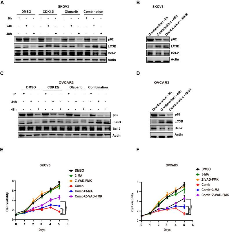 https://cdn.ncbi.nlm.nih.gov/pmc/blobs/9283/11380446/5d2d17f31a45/ijbsv20p4513g006.jpg