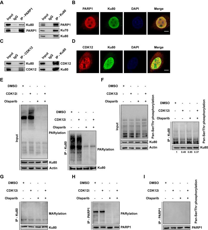 https://cdn.ncbi.nlm.nih.gov/pmc/blobs/9283/11380446/9f1f40c0710a/ijbsv20p4513g003.jpg