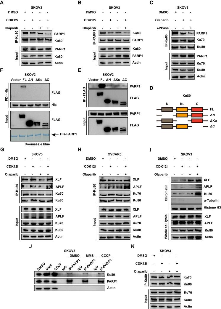 https://cdn.ncbi.nlm.nih.gov/pmc/blobs/9283/11380446/be24dcc6095c/ijbsv20p4513g004.jpg