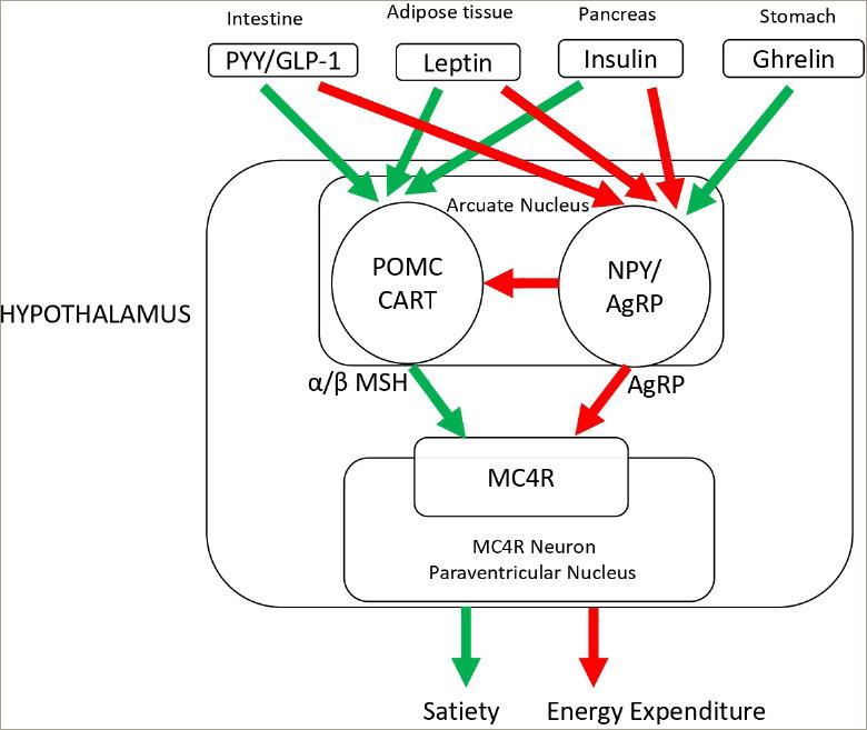 https://cdn.ncbi.nlm.nih.gov/pmc/blobs/9289/11548362/01b203d2febb/touchendo-20-2-062-g001.jpg