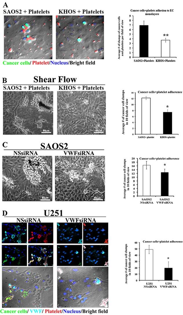 https://cdn.ncbi.nlm.nih.gov/pmc/blobs/9289/5355073/093c465822cb/oncotarget-08-13015-g003.jpg