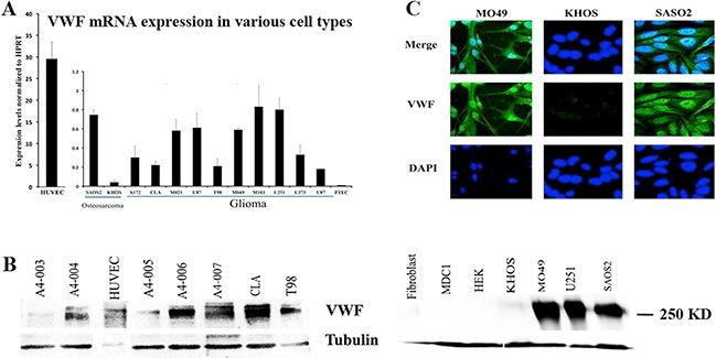 https://cdn.ncbi.nlm.nih.gov/pmc/blobs/9289/5355073/5617b27f0198/oncotarget-08-13015-g001.jpg