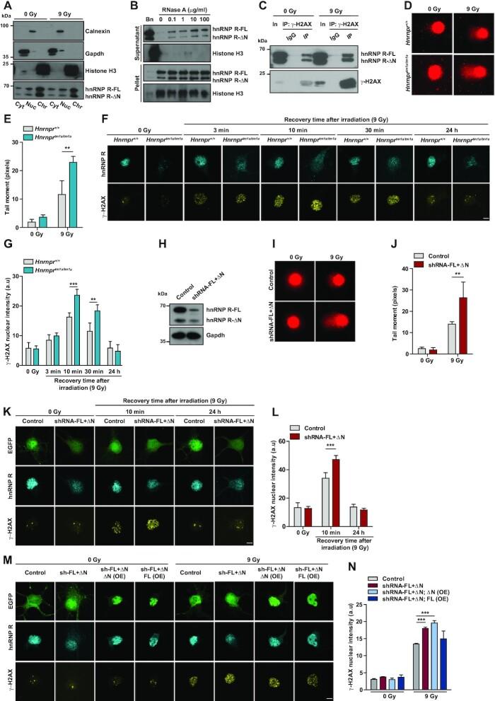 https://cdn.ncbi.nlm.nih.gov/pmc/blobs/928a/8643683/32a5d8a663ad/gkab1120fig5.jpg