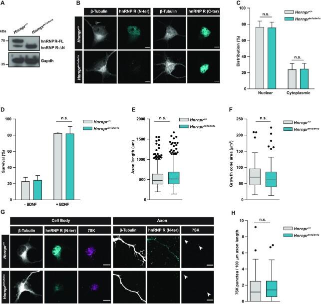 https://cdn.ncbi.nlm.nih.gov/pmc/blobs/928a/8643683/4c6a124a3afd/gkab1120fig4.jpg