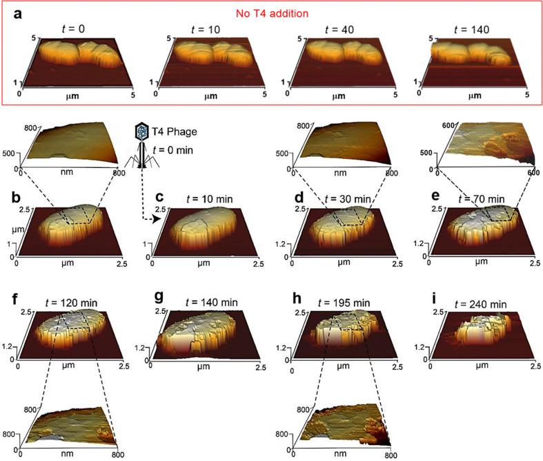 https://cdn.ncbi.nlm.nih.gov/pmc/blobs/928b/7969764/7ba30ea91e20/41522_2021_195_Fig3_HTML.jpg