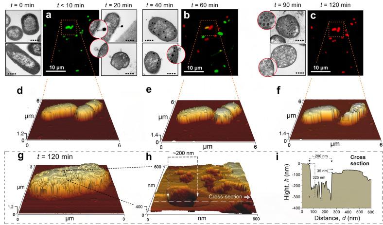 https://cdn.ncbi.nlm.nih.gov/pmc/blobs/928b/7969764/c5858477f227/41522_2021_195_Fig2_HTML.jpg