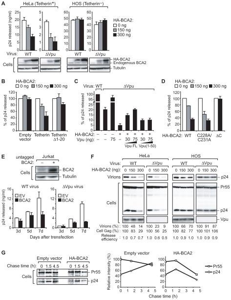 https://cdn.ncbi.nlm.nih.gov/pmc/blobs/928d/2788703/5eb63a08fa81/ppat.1000700.g002.jpg