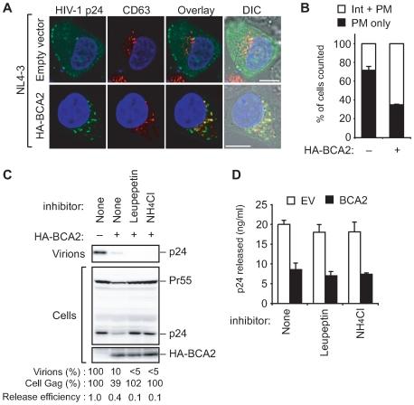 https://cdn.ncbi.nlm.nih.gov/pmc/blobs/928d/2788703/d1109842e001/ppat.1000700.g004.jpg