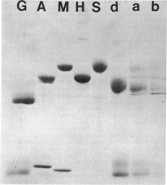https://cdn.ncbi.nlm.nih.gov/pmc/blobs/928e/1535585/e79329674769/clinexpimmunol00157-0090-a.jpg