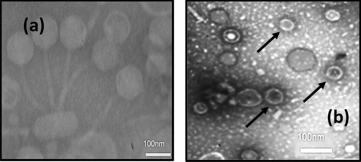 https://cdn.ncbi.nlm.nih.gov/pmc/blobs/928e/8329165/455ada52daa1/41598_2021_95132_Fig4_HTML.jpg
