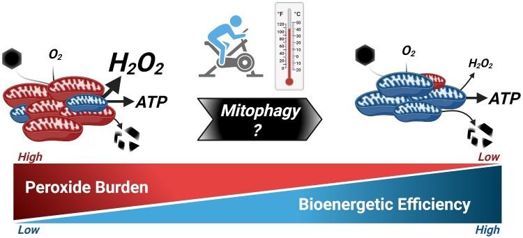 https://cdn.ncbi.nlm.nih.gov/pmc/blobs/928e/8788751/7ef7caa8d76c/zqab011f1.jpg