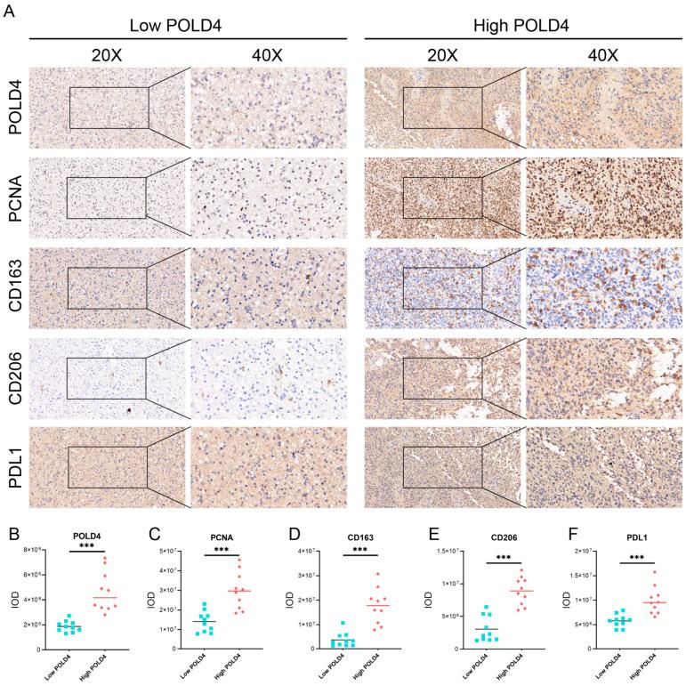 https://cdn.ncbi.nlm.nih.gov/pmc/blobs/9294/10530695/0da4bda803c4/ijms-24-13919-g014.jpg