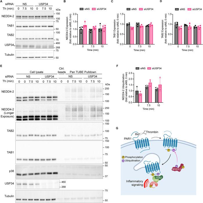 https://cdn.ncbi.nlm.nih.gov/pmc/blobs/9294/11809309/bd9726c97555/mbc-36-ar12-g003.jpg