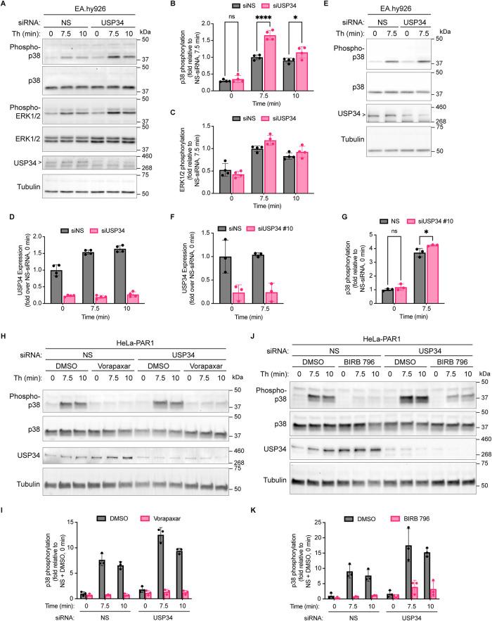 https://cdn.ncbi.nlm.nih.gov/pmc/blobs/9294/11809309/ed4504994e36/mbc-36-ar12-g001.jpg