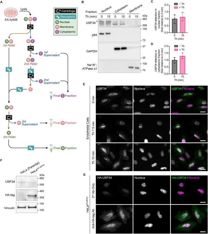 https://cdn.ncbi.nlm.nih.gov/pmc/blobs/9294/11809309/f728cb8a2105/mbc-36-ar12-g002.jpg
